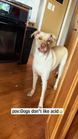 Try not to laugh 😂😂😂 #animals #funny #pet #dog #funnyanimals #funnyvideos #haha #dogsoftiktok #cat #funnypets #PetsOfTikTok 