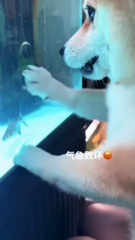 看出来了,是真的很想吃哈哈(八嘎:好想念老家的刺身味道)#萌宠 #狗狗 #柴犬 #萌宠推荐官 