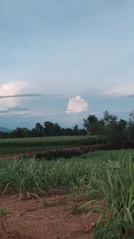 #ไร่อ้อย #วิวบนเขา  #ไร่ 