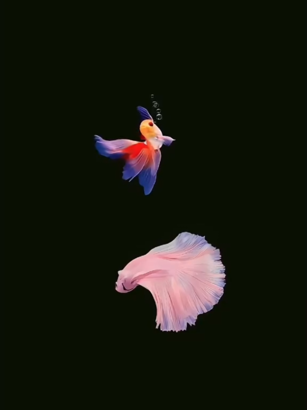 Download Amoled Live wallpaper in Bio 👉@Live Wallpaper  (Dm for credit or removal / All rights® are reserved & belong to their respective owners) UPSCALE : LIVEWALLPAPER77 #trendingwallpaper #livewallpaper #4klivewallpaper #4klivewallpapers #fishwallpaper #fishlivewallpaper #screenstyle #setupinsp #wallpapertok #fyp #fypシ #fypシ゚viral #fypage #fypシ゚ #fypdongggggggg 
