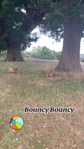 They love a bouncy ball #tuesday #viralvideo #cockapoosoftiktoks #xyzabc #dog #fyp  