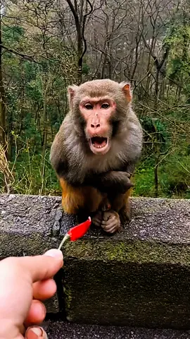 #Tatcha #tiktok #monkey #foryou 