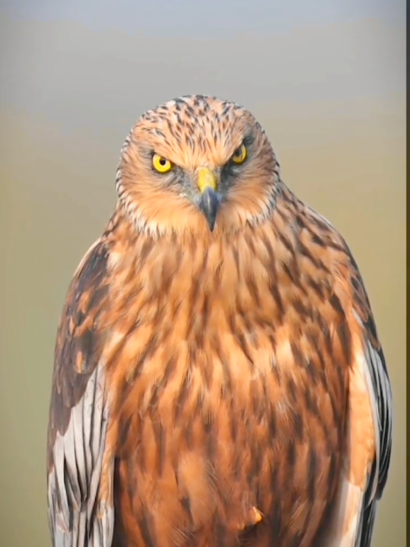 #bird #birdwatching #for #foruyou #trendingvideos #viralvideos #burhan_tv #islamic_video #talawat_e_quaran_e_pak 