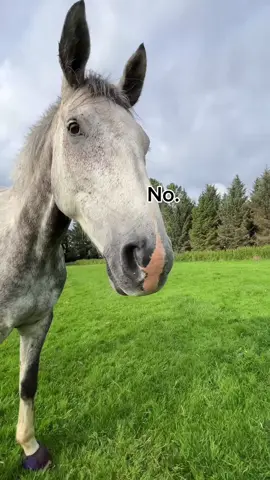 why do geldings #equestrian #horsetok #horseriding #equine #horses #horsegirl #horse #horsesoftiktok #equestrianvibes #fyp #foryou #abcxyz 