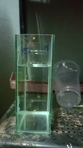 คนเลี้ยงปลากัด