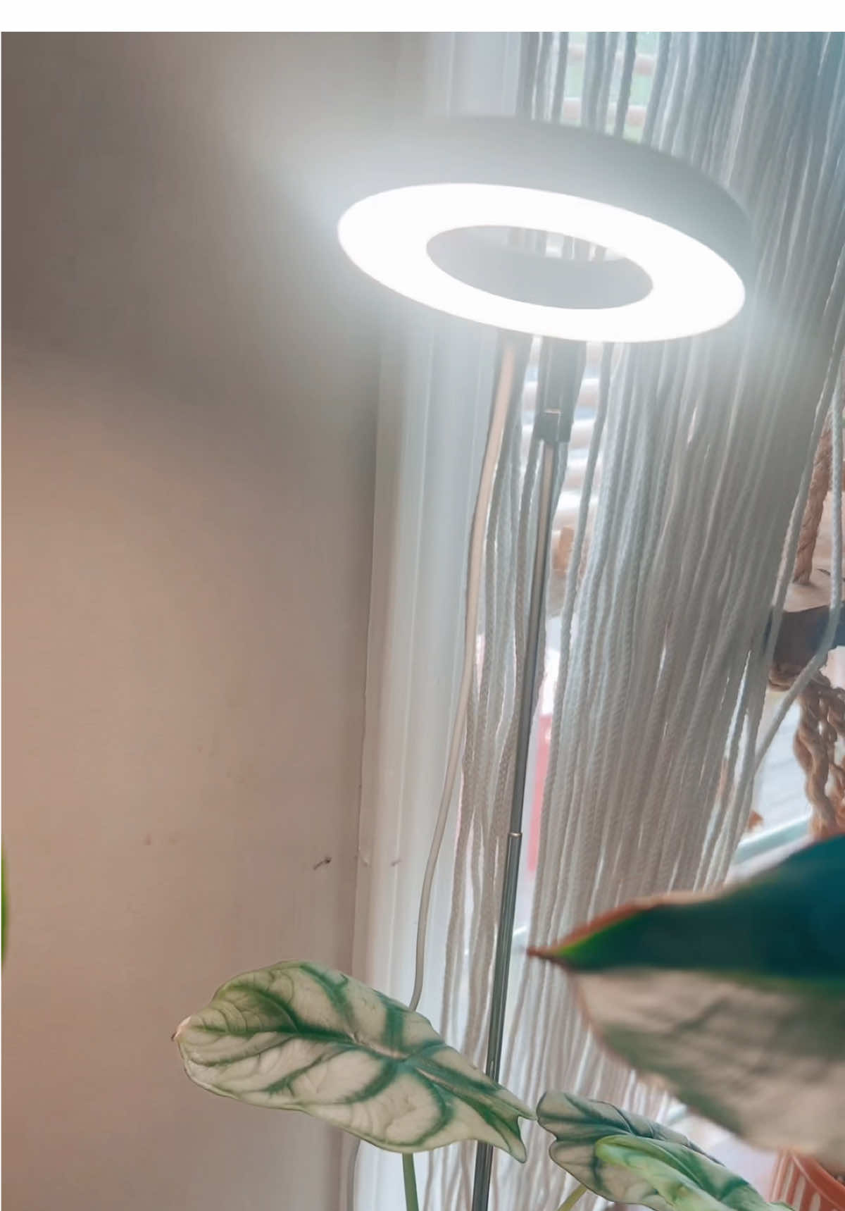 I love these little grow lights! So do my plants! #growlights #lights #plantlights #fullspectrumgrowlight #PlantTok #plantcare #plants #plantlover 