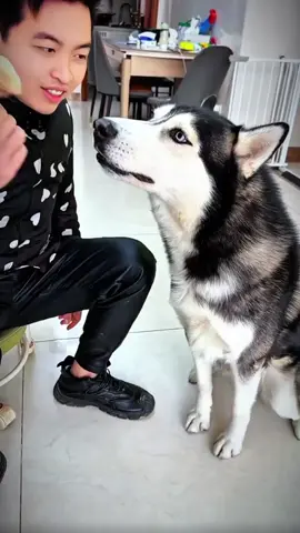 #dog #man #funnydogs #fyp 