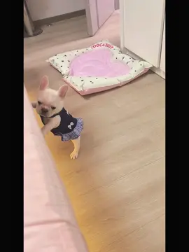 After raising a French bulldog, I realized that it is the most like a child. I need to hug it every day #french #animals #pet #frenchies #pets #PetsOfTikTok #frenchiebaby #cute #cutepet #cutebaby #pup #frenchbulldog #puppy #puppy #frenchies #puppies #puppytiktok #frenchiepuppies #dog #doggo #frenchiepuppy #doglove #fun #funnyvideo #dogsoftiktok #fyp 