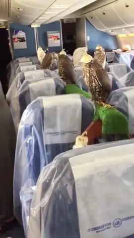 الطياره محجوزه ✋🏻 . . . . . . #طير #صقر  #قنص  #مقناص #طياره #طائره 