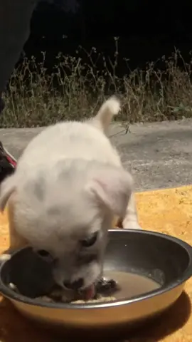 #animal #animalrescue #dog #fyp 