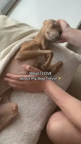 He’s just so low maintenance 😂 #dog #cute #italiangreyhound #fyp 