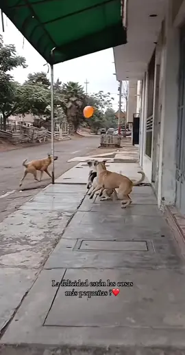 #🐶❤️🐾 MOMENTOS DIVERTIDOS…