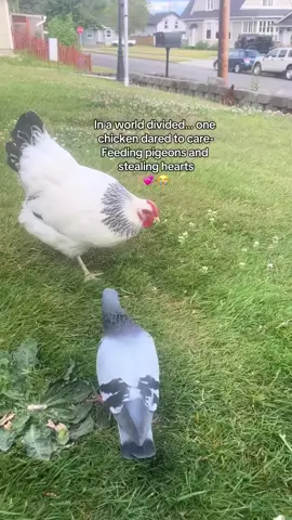Sweetest, caring, sharing & friendly chicken/hen I've seen! 😍🥰👌👏 Such a sweetie!!  #adorable #sharing #caring #corn #kernels #birdfeed #pigeon #chicken #hen #friends #buddies #interesting #amusing #pets #petchickens #friendschickens #neighborhood #cutie #united #different #amusing #aww #birds #birdlove 