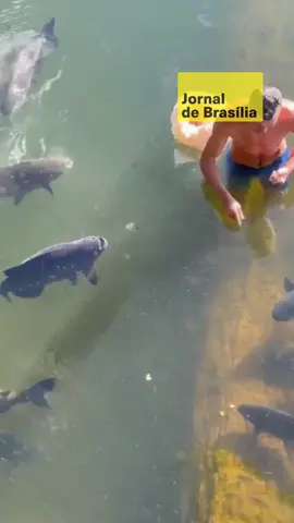 🐟 Valdemir Alves, morador de Alta Floresta (MT), conquistou milhares de seguidores nas redes sociais ao mostrar a conexão única com seus tambaquis, que comem diretamente da sua mão como se fossem animais de estimação. 🤲 Em vídeos publicados, os peixes se aproximam sem receio, nadam ao redor de Valdemir e se alimentam com quirera de milho e farelo de arroz misturados com água. A relação de confiança impressiona quem acompanha. 📱 Com quase 400 mil seguidores, Valdemir compartilha sua rotina na lagoa e encanta a web com cenas de respeito à natureza e carinho pelos animais. 📹: Reprodução #jornaldebrasilia #peixes #pets #tambaquis #alimentação #encanto
