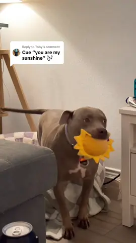 Replying to @Toby ☀️ #pittielove #pittie #pitbullsoftiktok #pitbull #dogsoftiktok #fyp #rescue #pittieprincess 