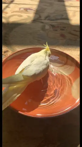 Cooling off from the heat☀️💦 #cockatielsoftiktok #cockatiel #cockatiels #cute #bird #birds #fluffy 