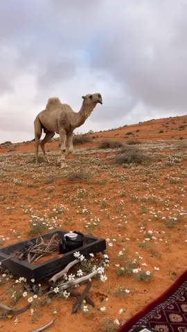 #الشتاء#اكسبلوررر 