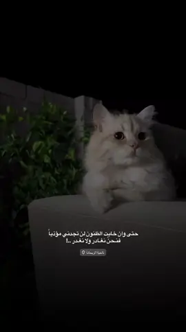 فـنحنُ نغـادر ولا نغـدر ..👏🏻🩶#تصويري_احترافي_الاجواء👌🏻🕊😴 #cat #fyyyyyyyyyyyyyyyy #عباراتكم_الفخمه📿📌 #تصويري📸 #اكسبلور #cats #اكسبلورexplore #مالي_خلق_احط_هاشتاقات #الانبار_موصل_بغداد_اربيل_كل_المحافظات 