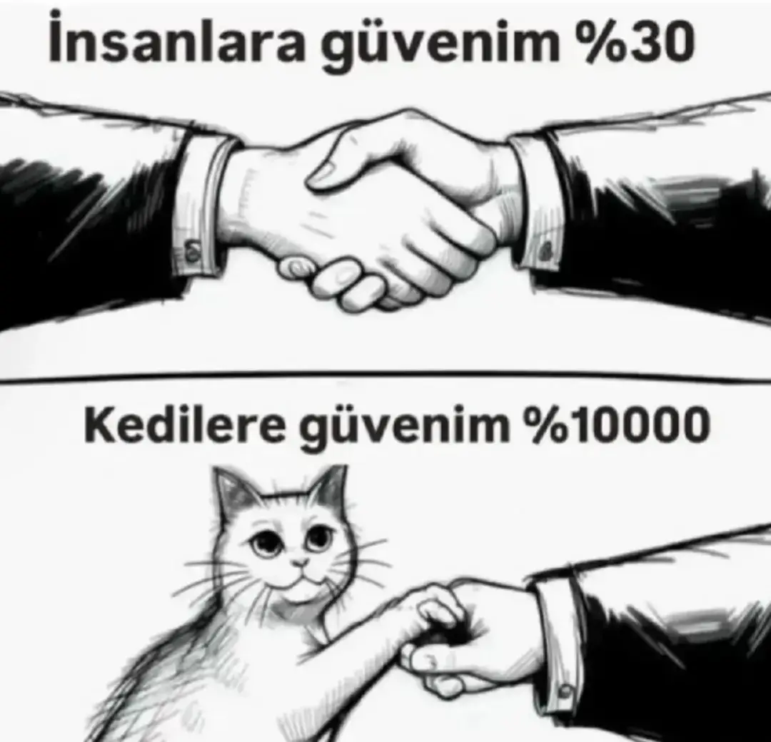 #sotlandpisik #britishcat #pişikler #pişiklerimiz 