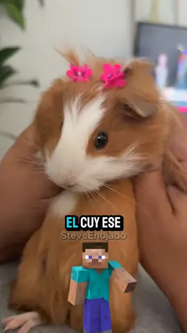 Ni los hámster viven tan mal 😔 #humor #curiosidades #animales #cuy #enojado #stevvecx 