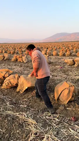 ¡Le pagan los 40 dólares a este trabajador! #Tatcha #parati #fyp #foryou #campo #cosecha #toktik #tendencia #viral 