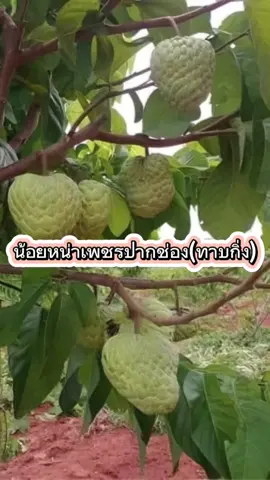 #ต้นน้อยหน่าเพชรปากช่อง (ทาบกิ่ง) สายพันธุ์เเท้ ต้นเตี้ย ปลูกได้เเทบทุกพื้นที่ต้นทาบกิ่งออกผลไวปลูก 1 ปี เริ่มออกผลให้เห็น 🔥ด่วน รีบกดสั่งซื้อก่อนที่จะหมด 🔥 ✅️รับประกันสายพันธุ์เเท้ ✅️รับประกันต้นไม้เสียหายจากการส่ง ✅️เก็บเงินปลายทาง #น้อยหน่า #ต้นน้อยหน่า #น้อยหน่าเพชรปากช่อง #น้อยหน่าฝ้ายเขียวเกตษร2 #ต้นไม้ #ปลูกต้นไม้ #ผลไม้ #ต้นไม้ออนไลน์ #เกษตรกร #เทรนวันนี้ #พันธุ์ไม้สวนโชติมณี #เกษตรผสมผสาน 