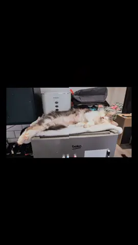 Sleepy Boy Tucker #catsoftiktok #mainecoon #ragdoll #sleepingcat 