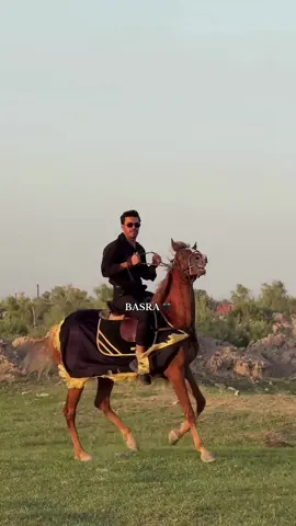 شكد نسبة حبكم للخيل من 100 انا الف وانتو ؟ 🖤🐎 #capcut #البصرة #اكسبلور #جامعة_المعقل 