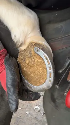 Cleaning horse shoe 💅 #fyp #asmr #horse #farrier 