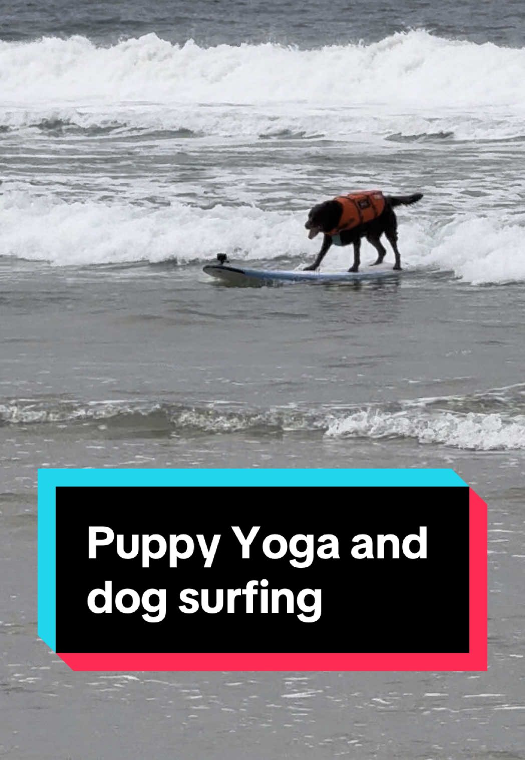 Have you ever seen a dog surf?! The #IncredibleDog competition was so fun to watch! I also had the opportunity to learn about my cats nutrition and way to keep them healthy from experts and meet some new creator friends #PurinaPetExperts #catmom @Suavexavier @PURINA @Dr. Callie Harris 