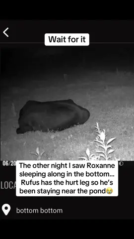 #rufusthebull #redfordthebull #bull 