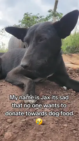 please help jax to get something to eat and treatment #CreateWithEffects #fypp 