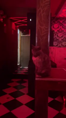 Michi en discoteca #Gatotechero #fyp #viral_video #paratii #viralditiktok