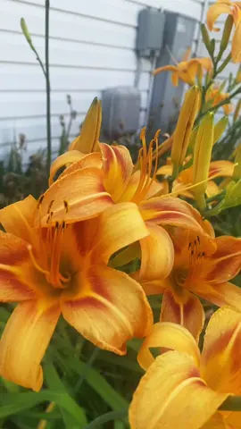 The flowers that have grown in my backyard since I was little #itwillbenovemberagain 