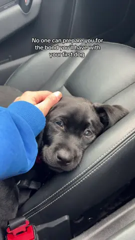 My little darling Jimmy 🖤 thank you for teaching me to slow down 😌 #labradorpuppy #blacklabrador #puppy #dogsoftiktok #labrador #blacklabpuppy #blacklab 