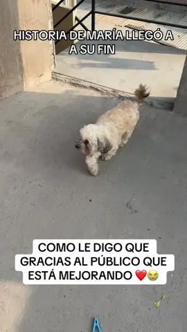 Gracias a todos por su cariño y amor hacia María #paratiiiiiiiiiiiiiiiiiiiiiiiiiiiiiii #perros #rescateanimal #refugiodeanimales #adopcionresponsable #perrosabandonados #fyp #perritos # #foryoupage 