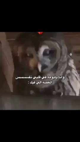 وانا يا بومة في قلبي نفسسي الغصه  الي فيك 😔💔🥺🥺#مجرد________ذووووووق🎶🎵 