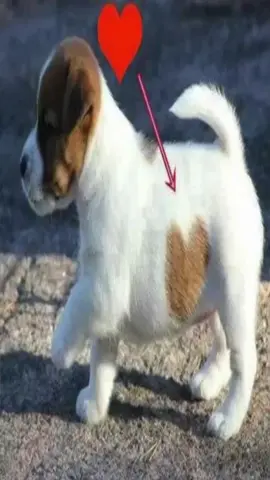 #me #jackrussellterrier #puppy #puppies