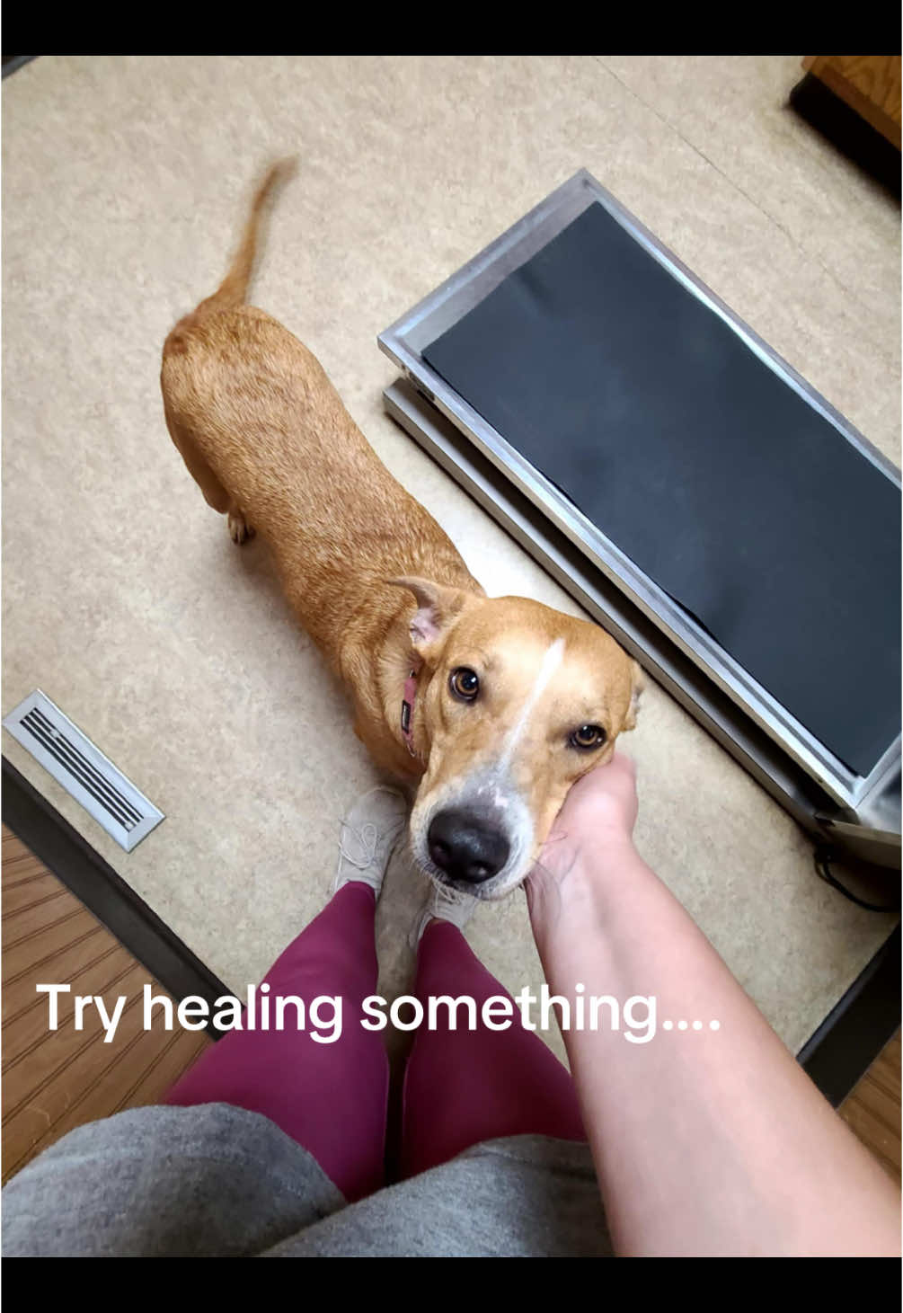 Trying to heal a life is the most exhausting part, but we love every animal that comes into our care with everything we have. It’s not always pretty, but it is always worth it🤍 #shelter #humanesociety #rescue #saveme #heal 