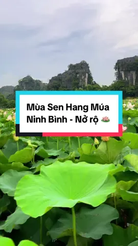 📍Liệu đây có phải đầm sen đẹp                        nhất miền bắc không 😇#hoasen #hangmua #ninhbinh #travel #fypシ゚ #hangmuaninhbinh #35ninhbinh 