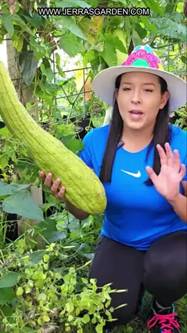 Discover the secrets to a successful loofah harvest! I explore the patience required for growing loofah, from its beautiful flowers that attract bees and butterflies to harvesting for delicious eating. Learn when to pick for the best taste! Find seeds for Luffa on my website. Learn more tips about cultivating your garden on my YouTube channel. #Loofah #Gardening #Harvest #Pollinators #VegetableGardening #GrowYourOwn #HomeGarden #EdibleGarden #SustainableLiving #GardenTips