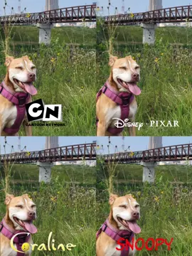 #CapCut #She #is #not #just #a #dog #she #is #my #whole #world 🥰 #dogsoftiktok #dogmom 