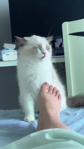 #cute #cat #funnyvideos #funny #fyp #catsoftiktok 