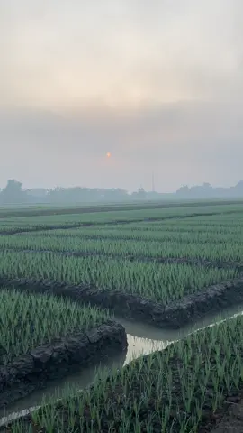 adem ayem #foryou #fyp #petanimuda #petaniindonesia🇮🇩🇮🇩🇮🇩🌿🌿 #petanibawangmerah #petanibawangmerahnganjuk 