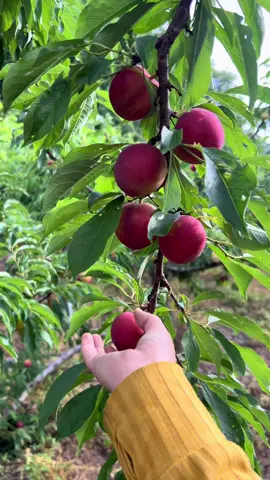 Hái bao năm vẫn mê 