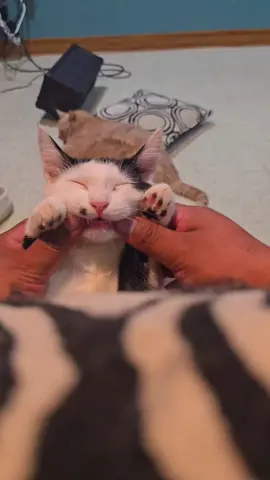 #cat 