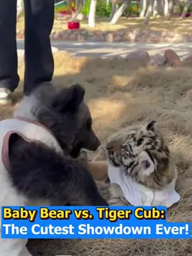 Cuteness overload! 🐻🧡🐯 A baby black bear and a tiger cub in the most adorable little fight ever—pure playful chaos! #CuteAnimals #babybeardie #TigerCub