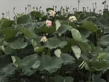 Khi nóng giận xin đừng nói gì cả, bởi vì: 