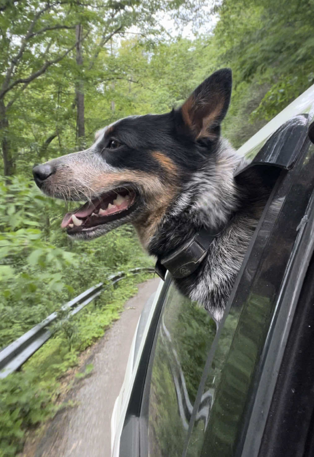 we love his big personality tho😅🐾 #blueheelersoftiktok #heelersoftiktok #cowboypup #austrliancattledog #bossy #teamwork 