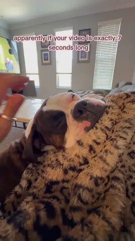 Bane….you made the FYP!! #dogsofig #diabloruby #puppiesofinstagram #dogtoys #dog #ilovemydog #sealedboxer #carrideswithdogs #diabloruby #brindleboxer #brindle #blackboxer #boxerdogs #bigdog  #boxerdogsofinstagram #boxerpuppies #boxerdogcentral #lasvegaspets #fyp 